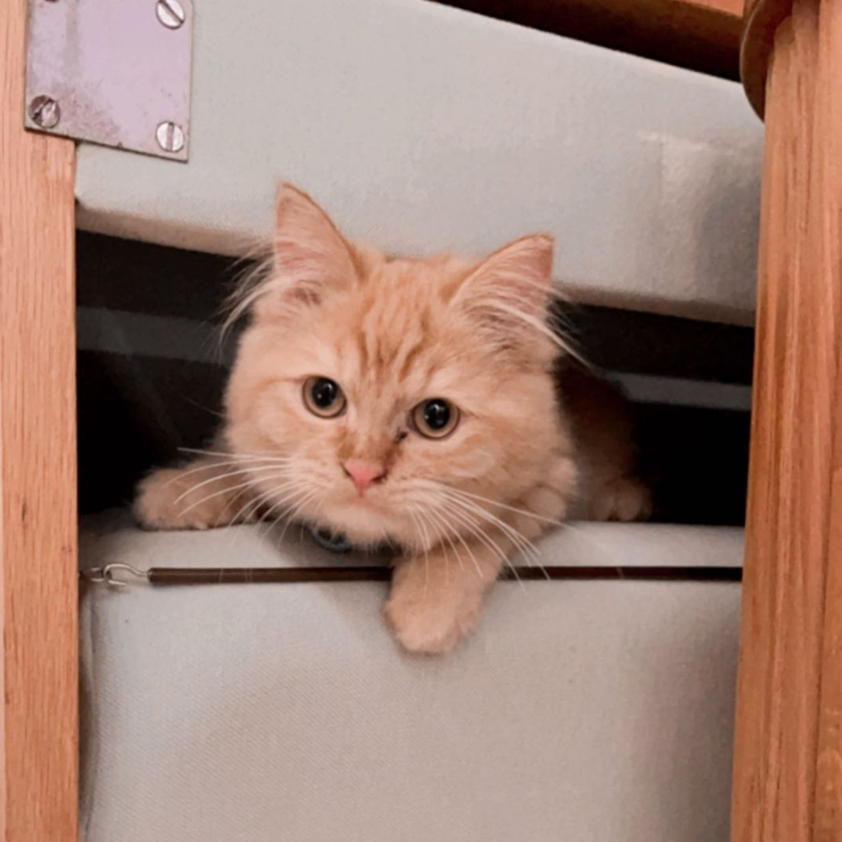 ascend design tamagoh